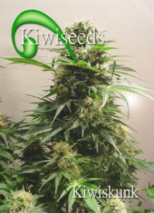 Kiwi Skunk
